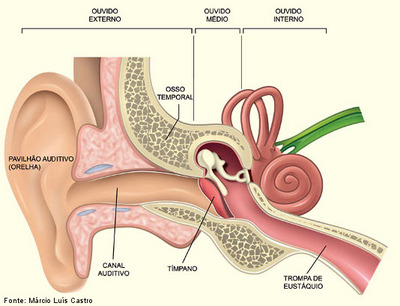 anatomia do ouvido - perda auditiva